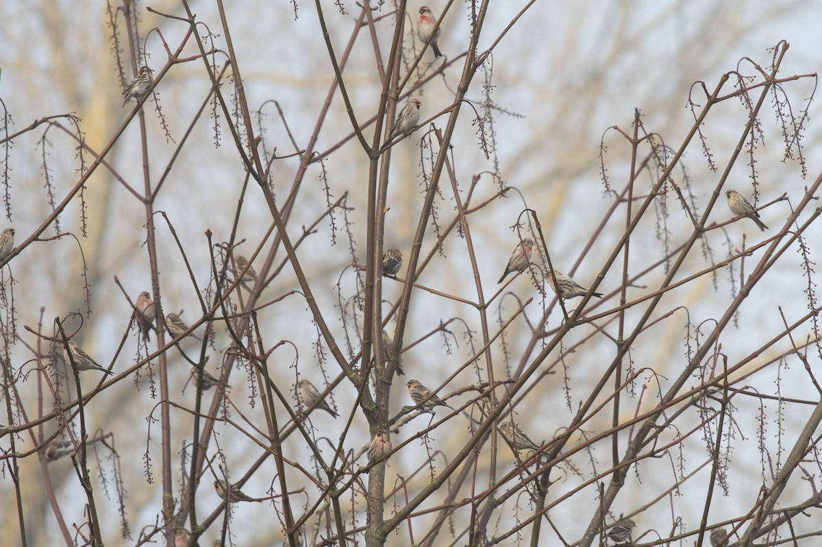 Redpoll (Common) - ML408498251