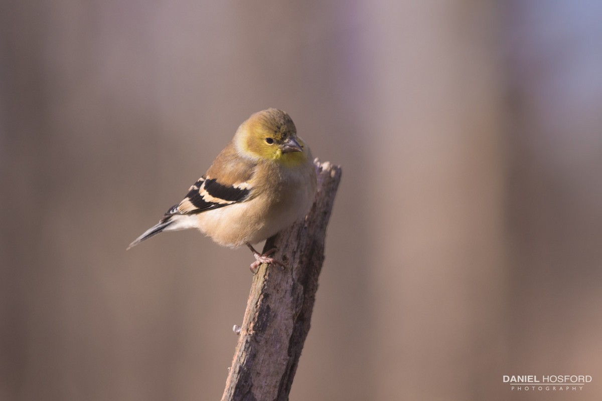 American Goldfinch - ML40849891