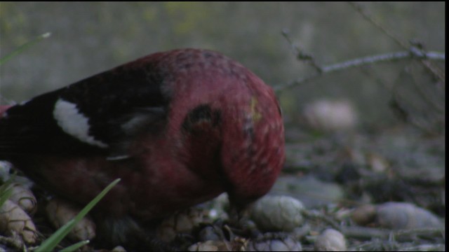 White-winged Crossbill - ML408499