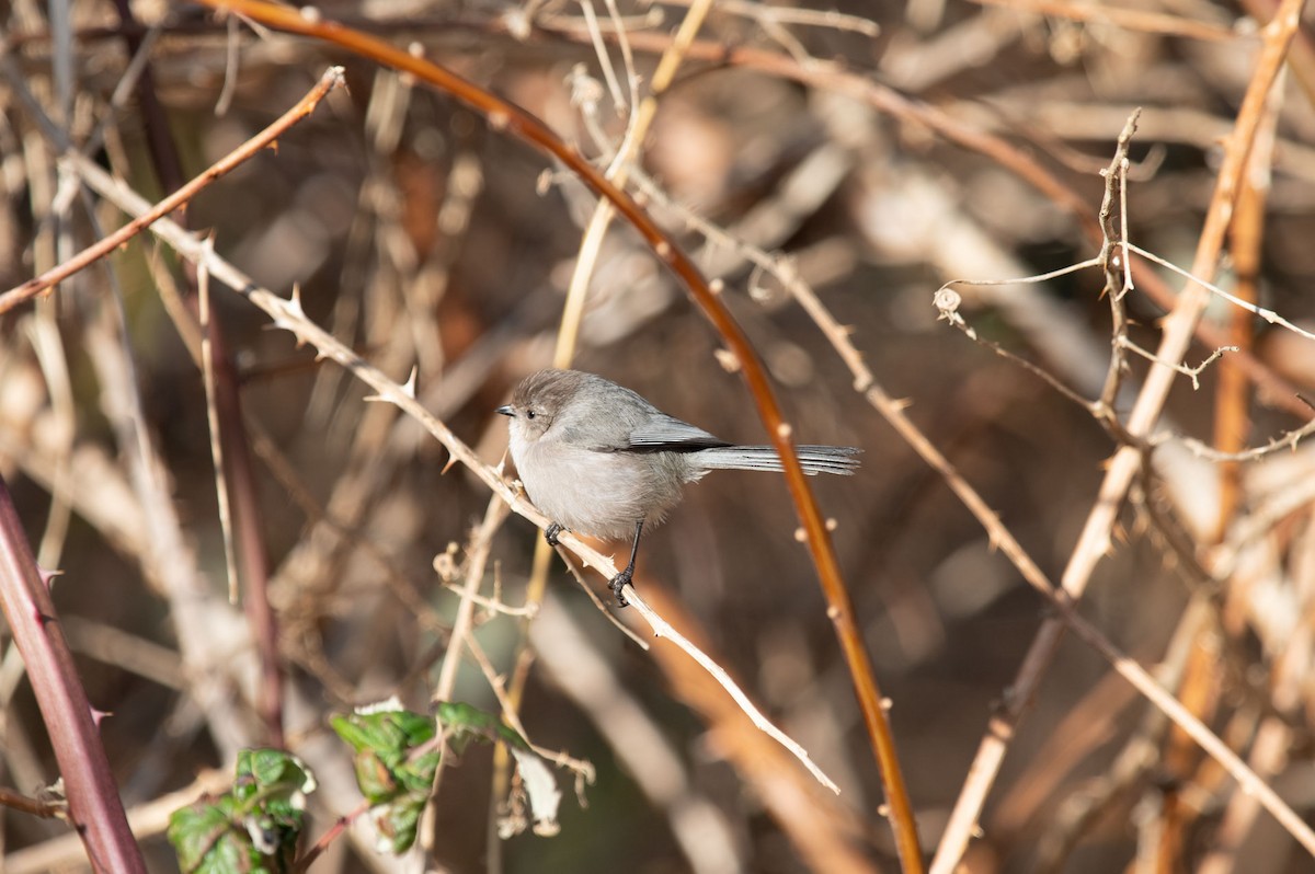 Bushtit - ML408499001