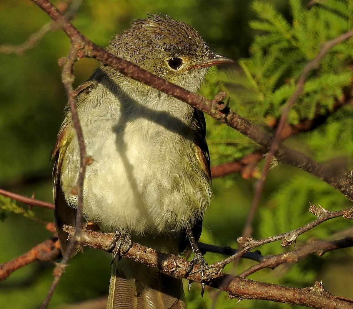 Dreibinden-Olivtyrann - ML408499061