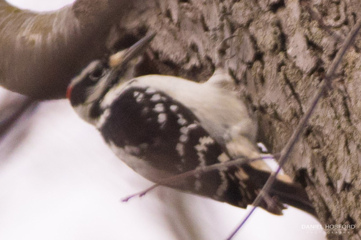 Hairy Woodpecker - ML40850081