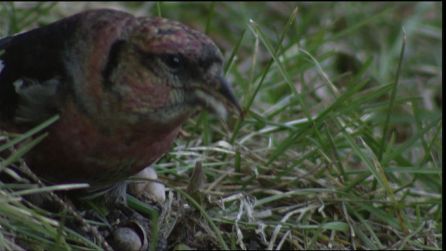 White-winged Crossbill - ML408501