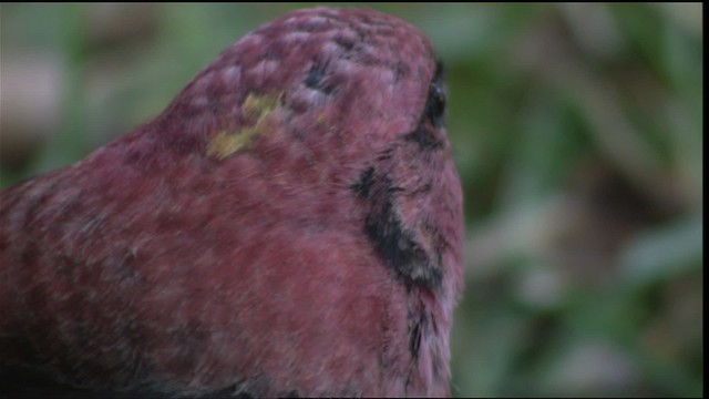 White-winged Crossbill - ML408504