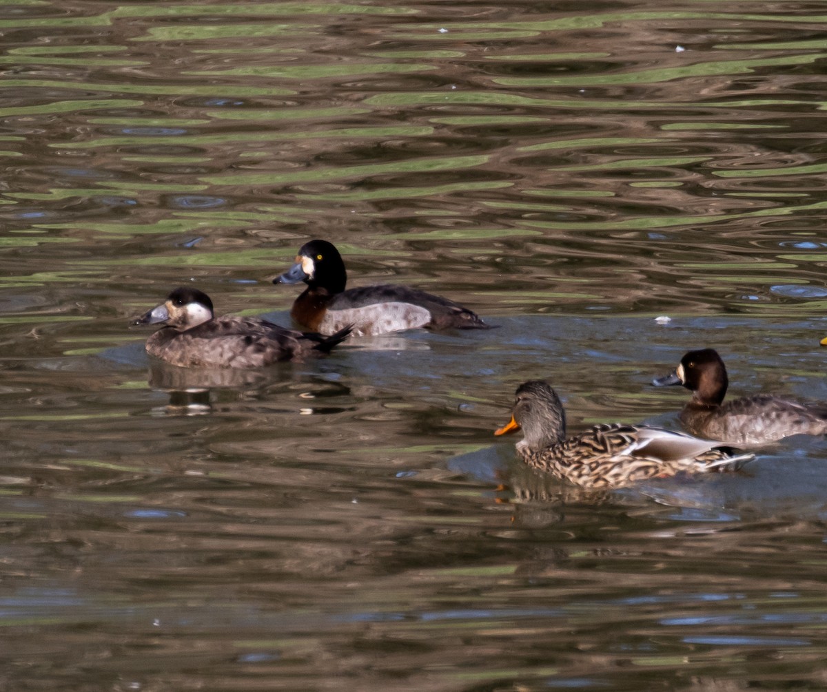 Surf Scoter - ML408504801