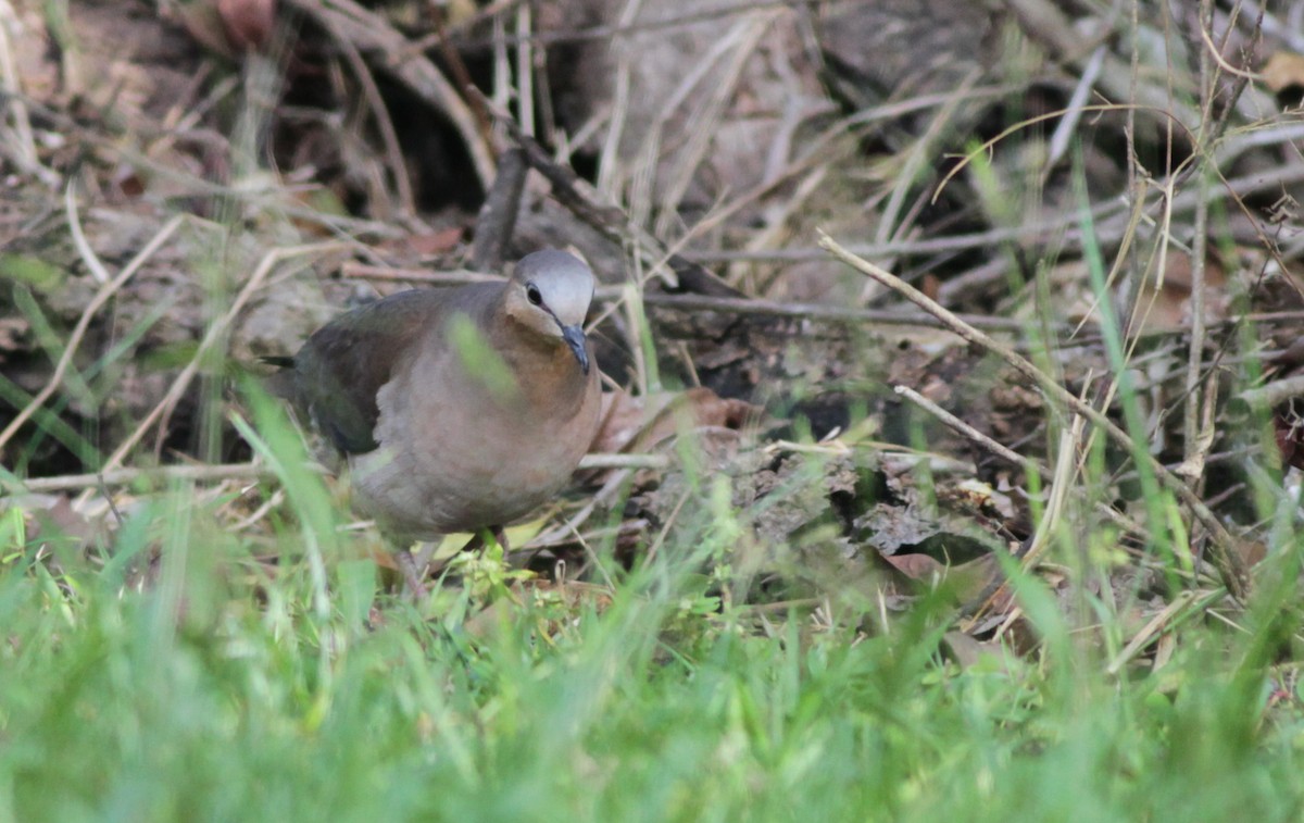 Colombe à front gris - ML40850491