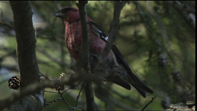 White-winged Crossbill - ML408505