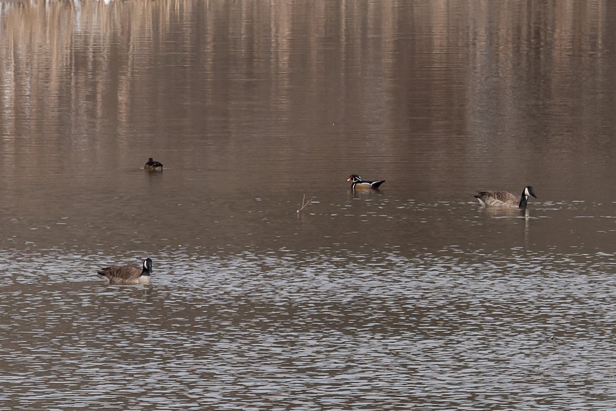 Wood Duck - ML408507741