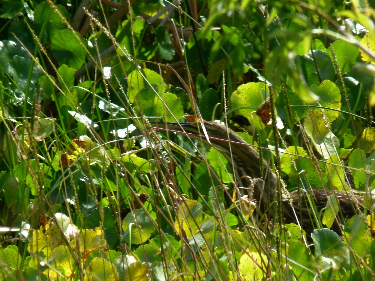American Bittern - ML40850811