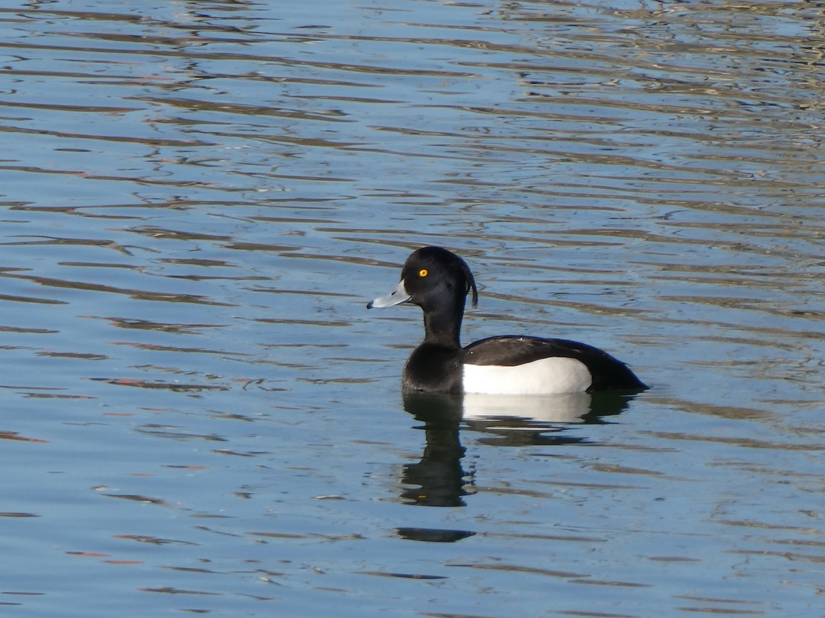 Tufted Duck - ML408509061