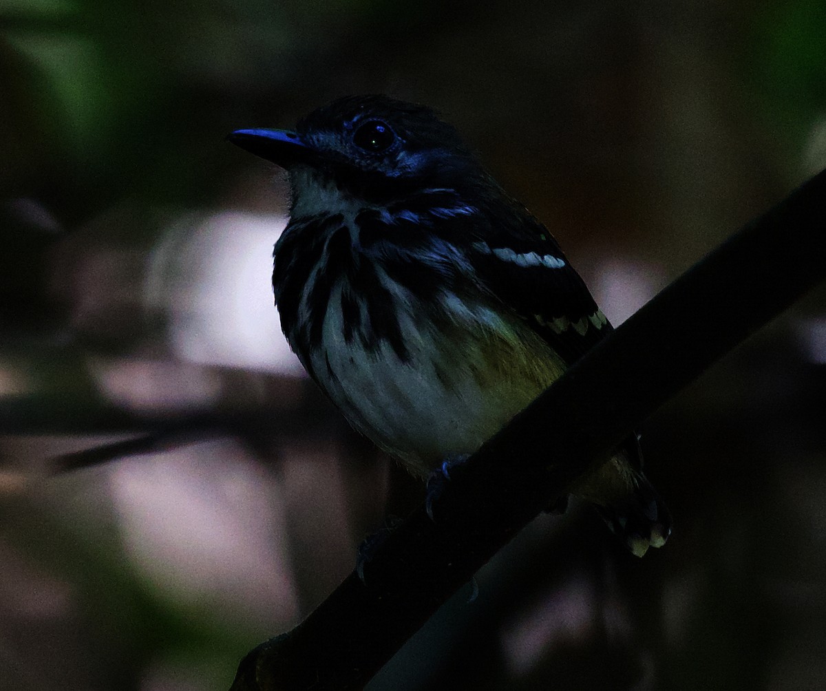 Dot-backed Antbird - ML408509211
