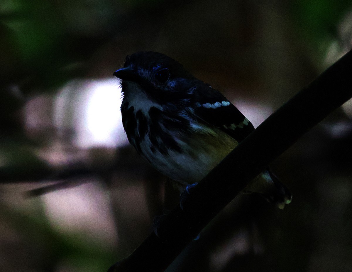 Dot-backed Antbird - ML408509371