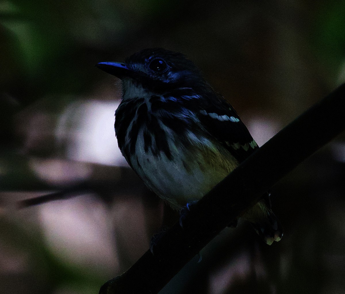 Dot-backed Antbird - ML408509381