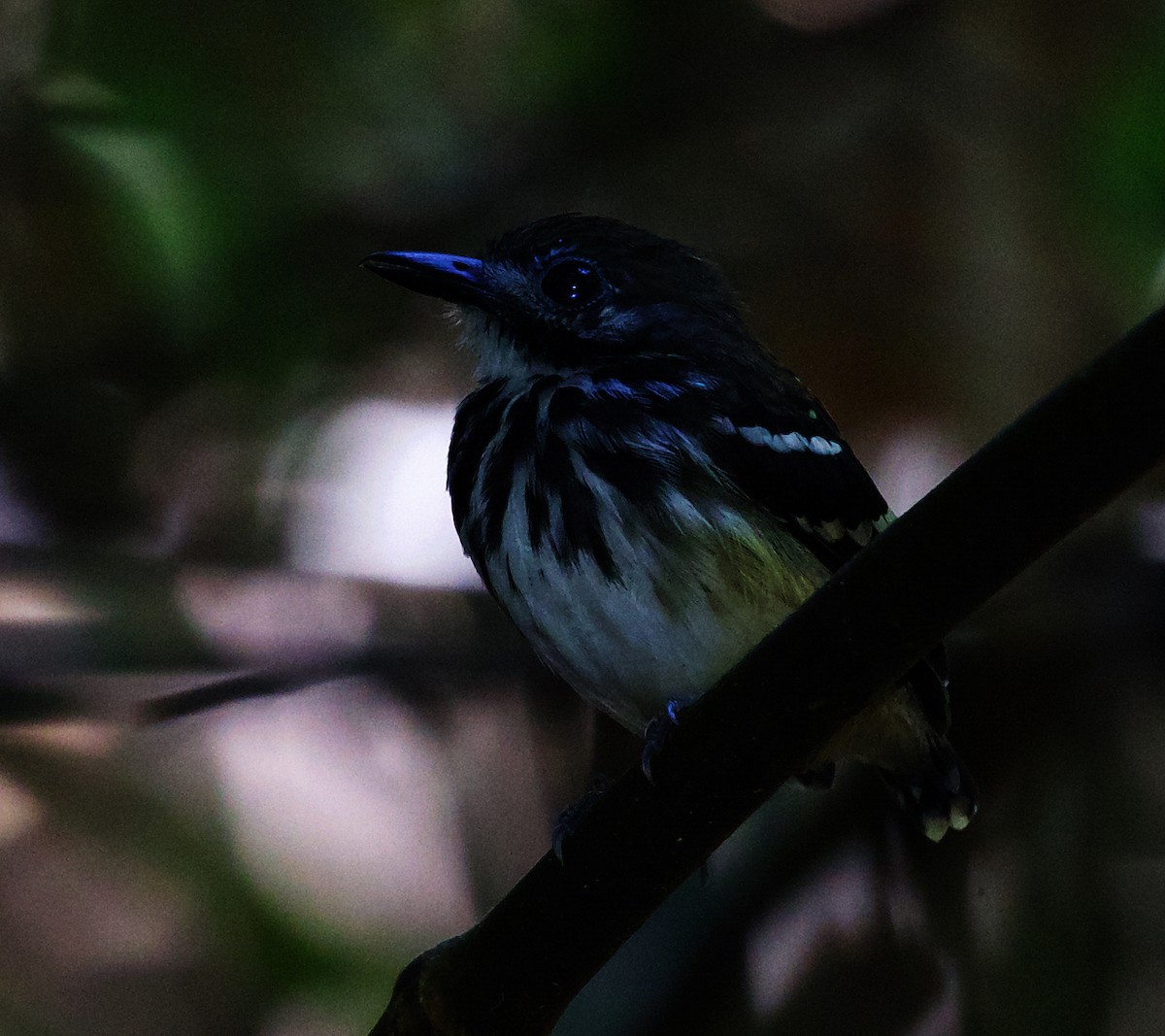 Dot-backed Antbird - ML408509411