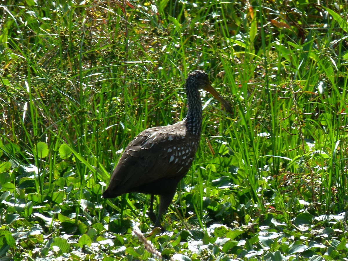 Limpkin - ML40850951