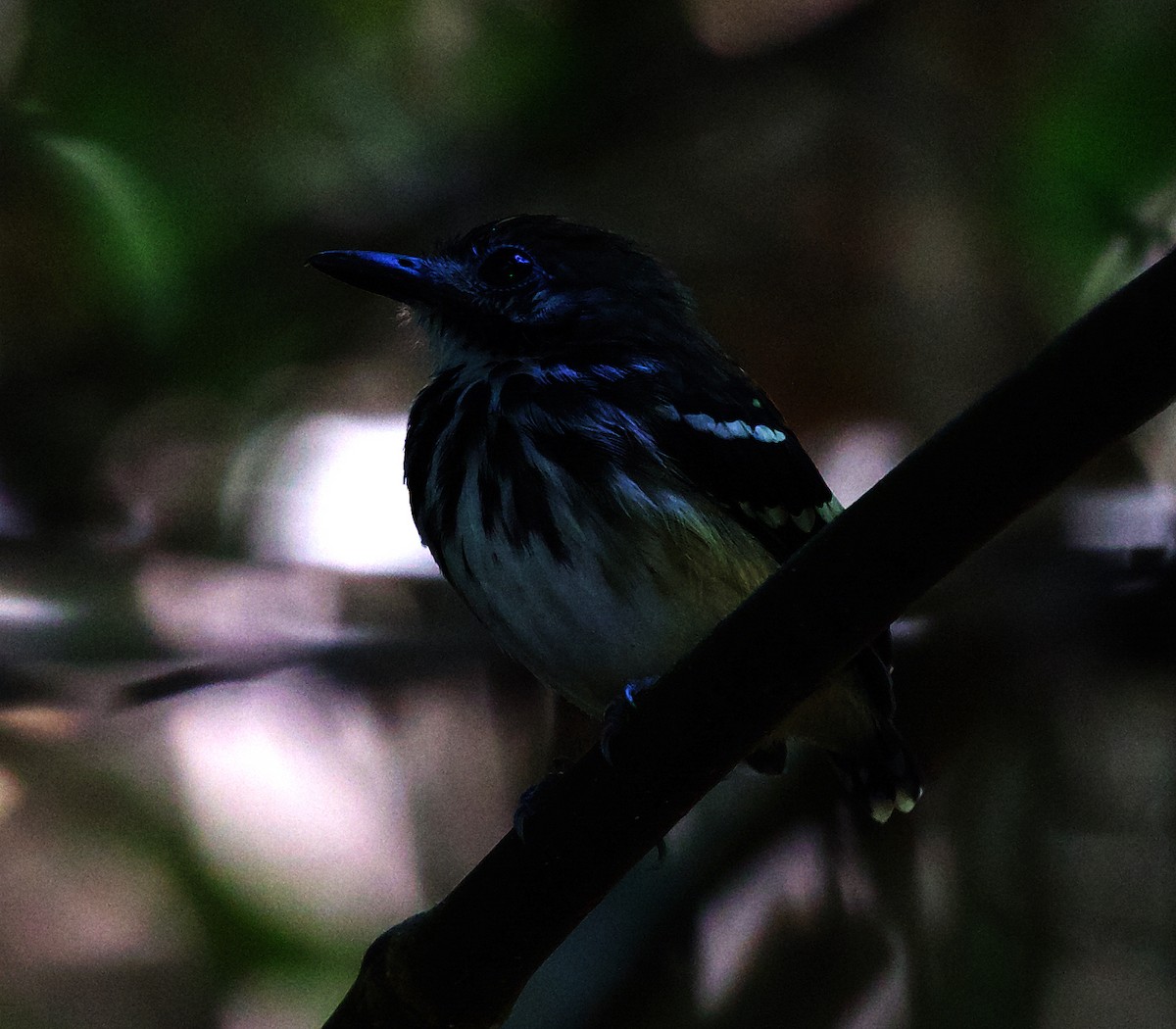 Dot-backed Antbird - ML408509631