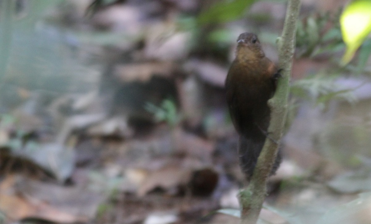 Short-billed Leaftosser - ML40850981