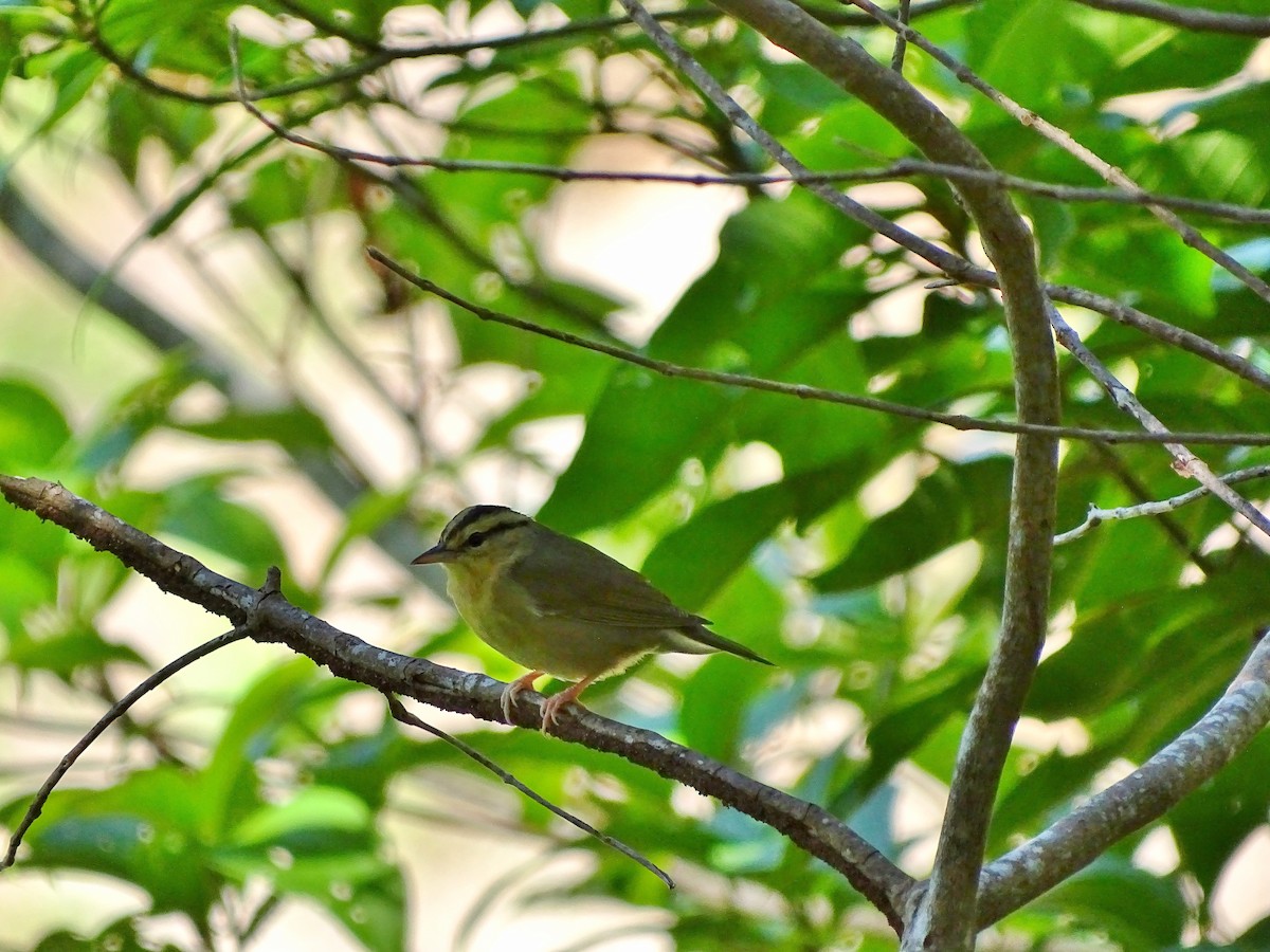 Worm-eating Warbler - ML40851021