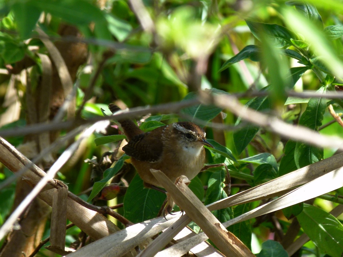 Marsh Wren - ML40851051