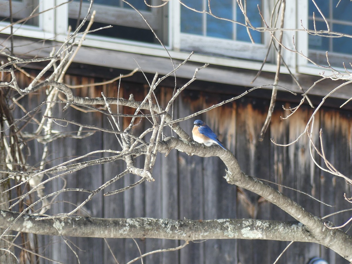 Eastern Bluebird - ML408510601