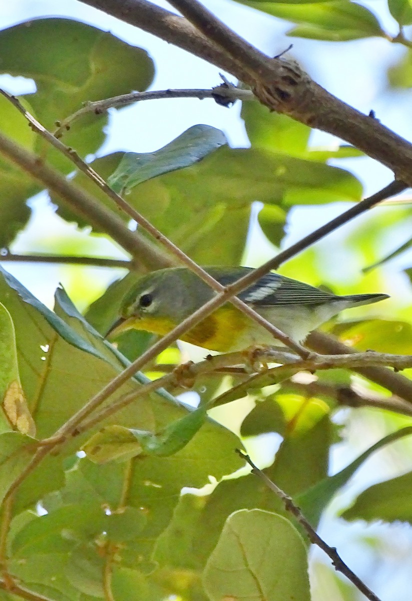 Northern Parula - ML40851091