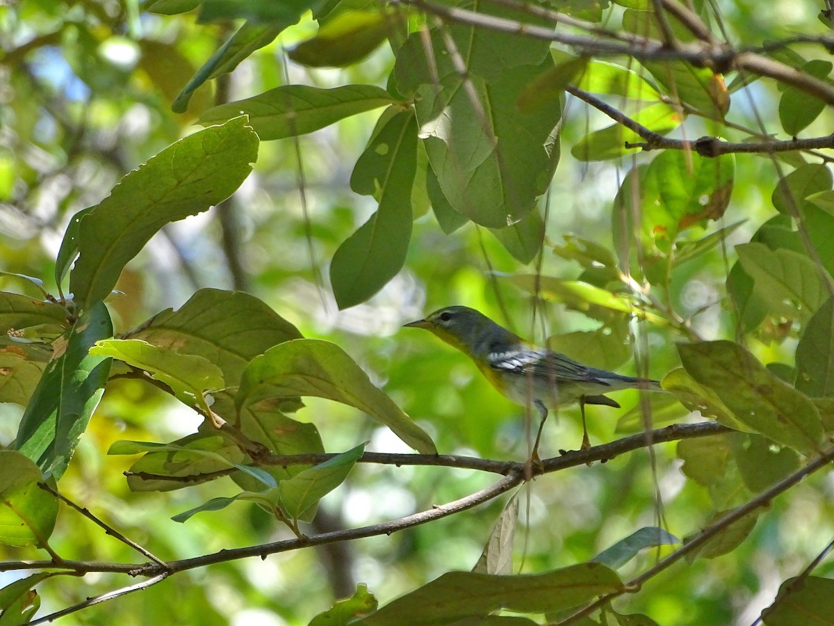 Northern Parula - ML40851221