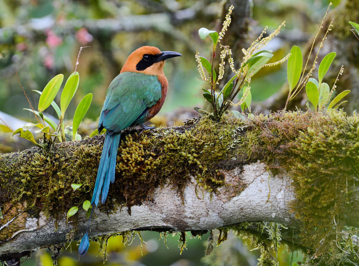 Rufous Motmot - Patrick Maurice
