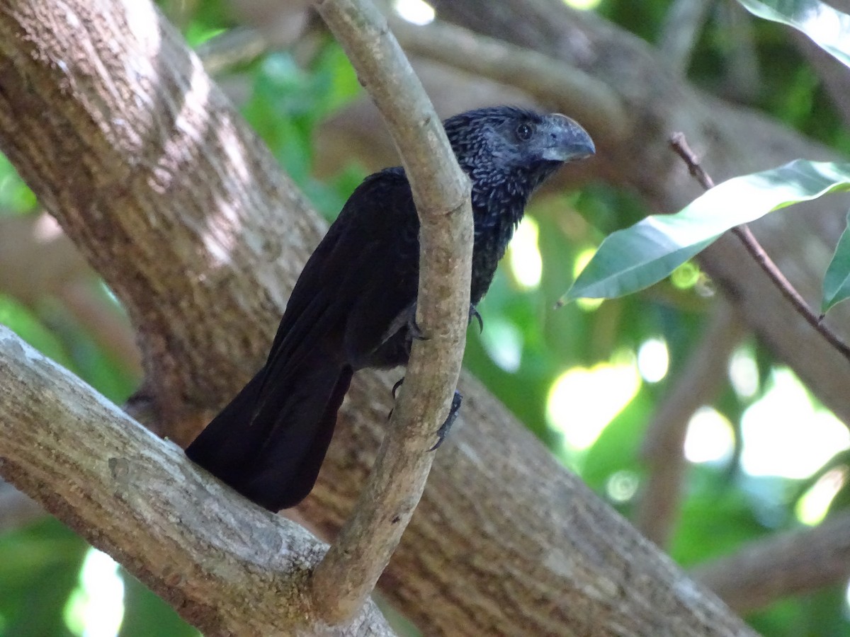 Smooth-billed Ani - ML40851511