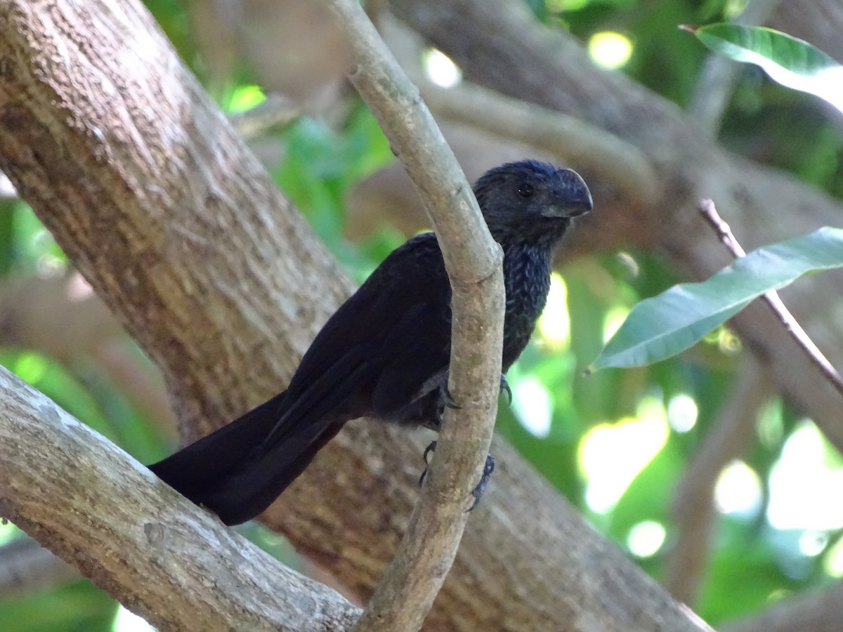 Smooth-billed Ani - ML40851531