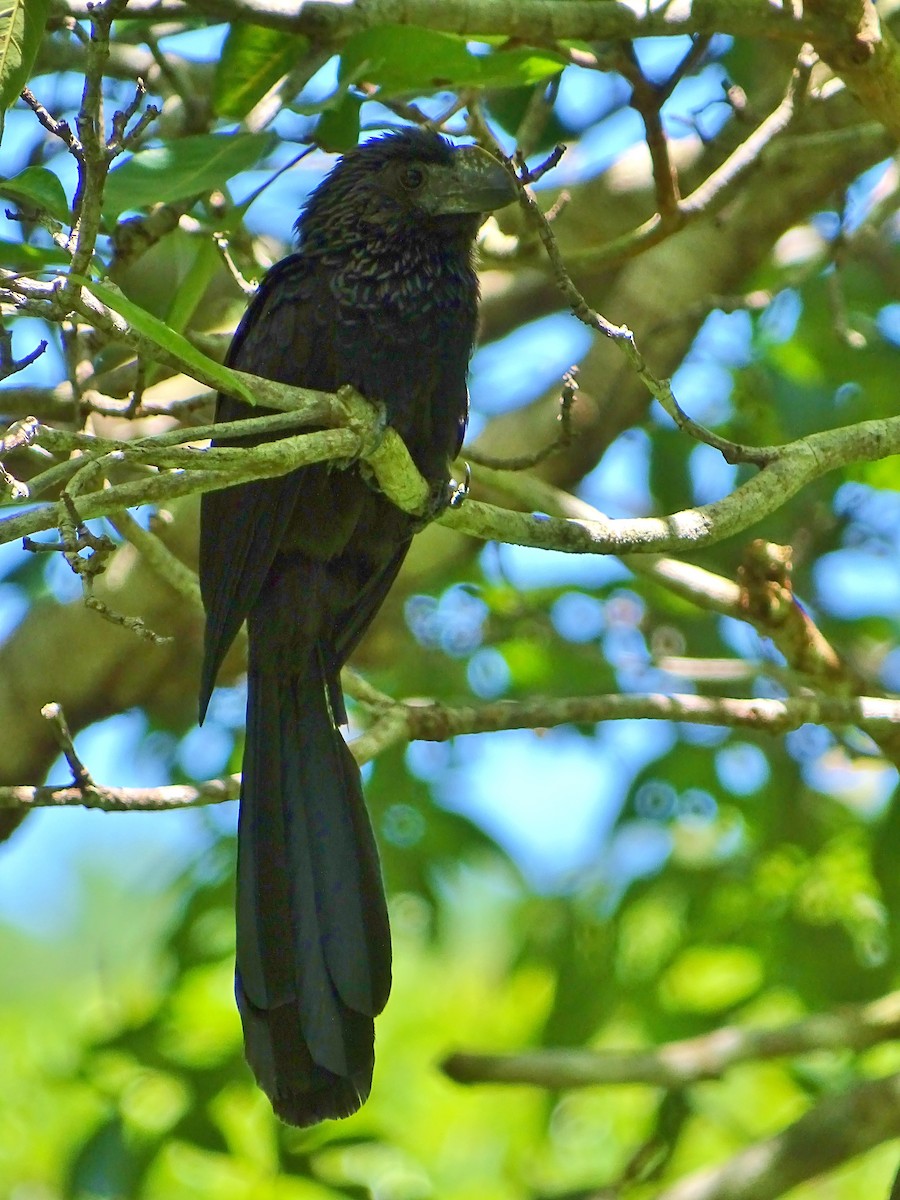 Smooth-billed Ani - ML40851621