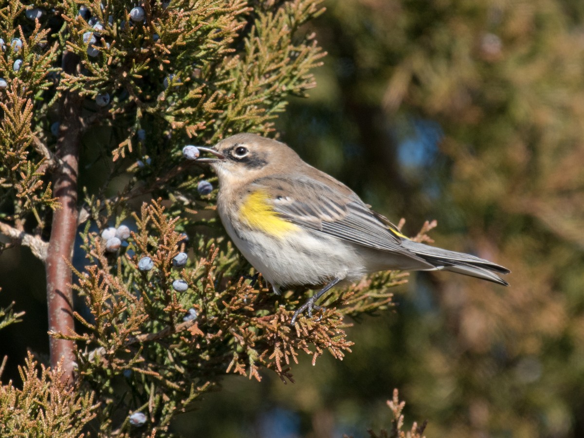 Yellow-rumped Warbler - ML408516741