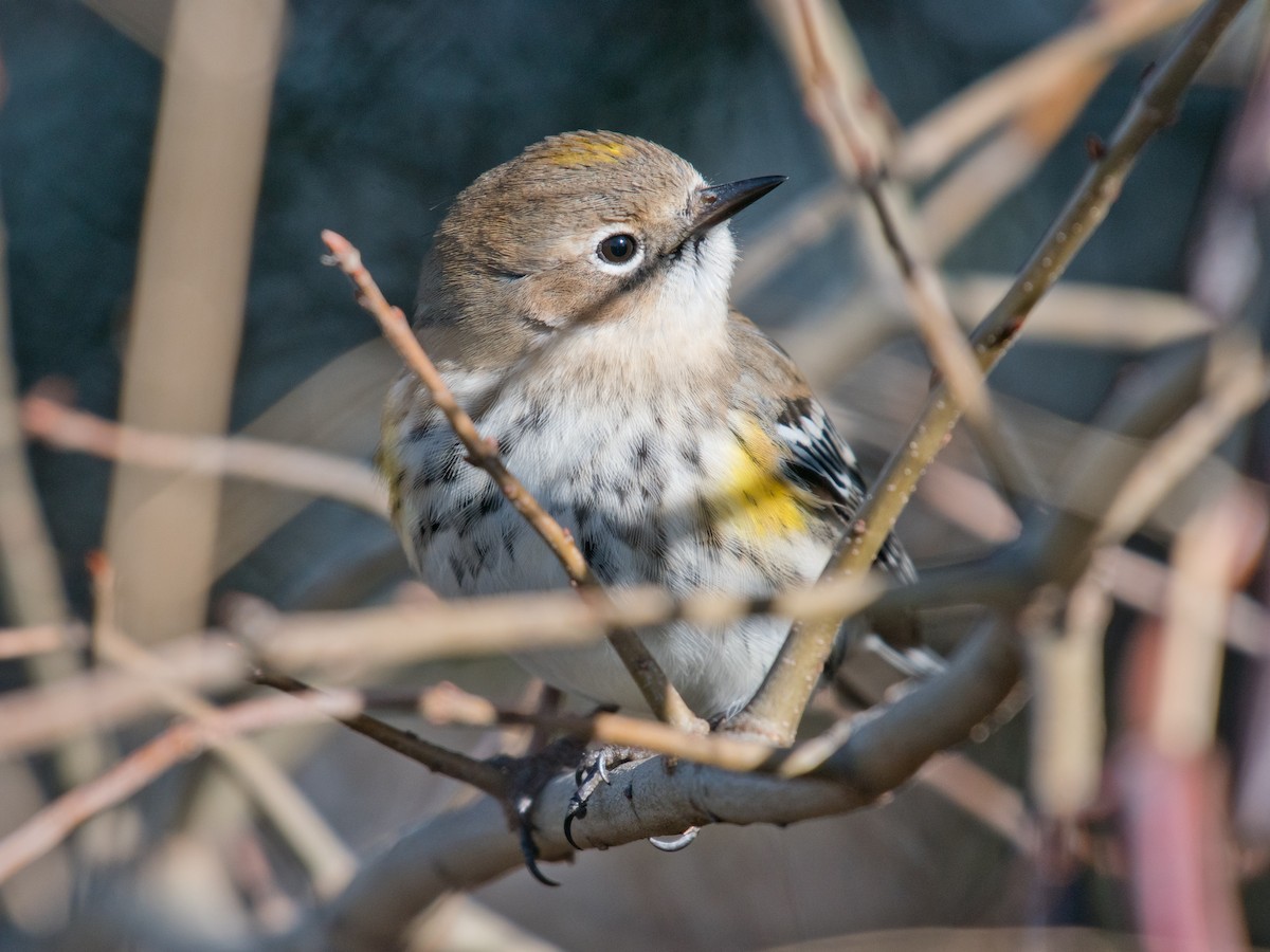 Yellow-rumped Warbler - ML408517051