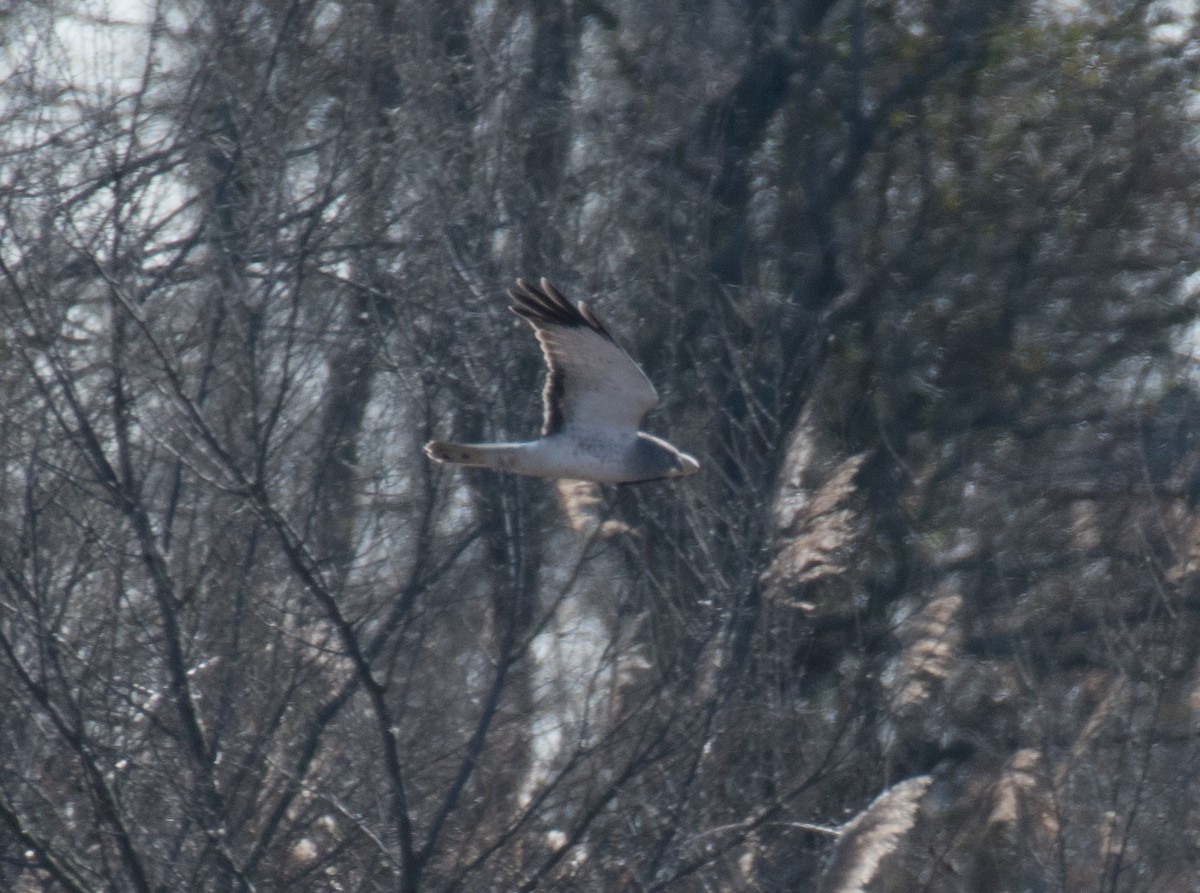 Northern Harrier - ML408517171