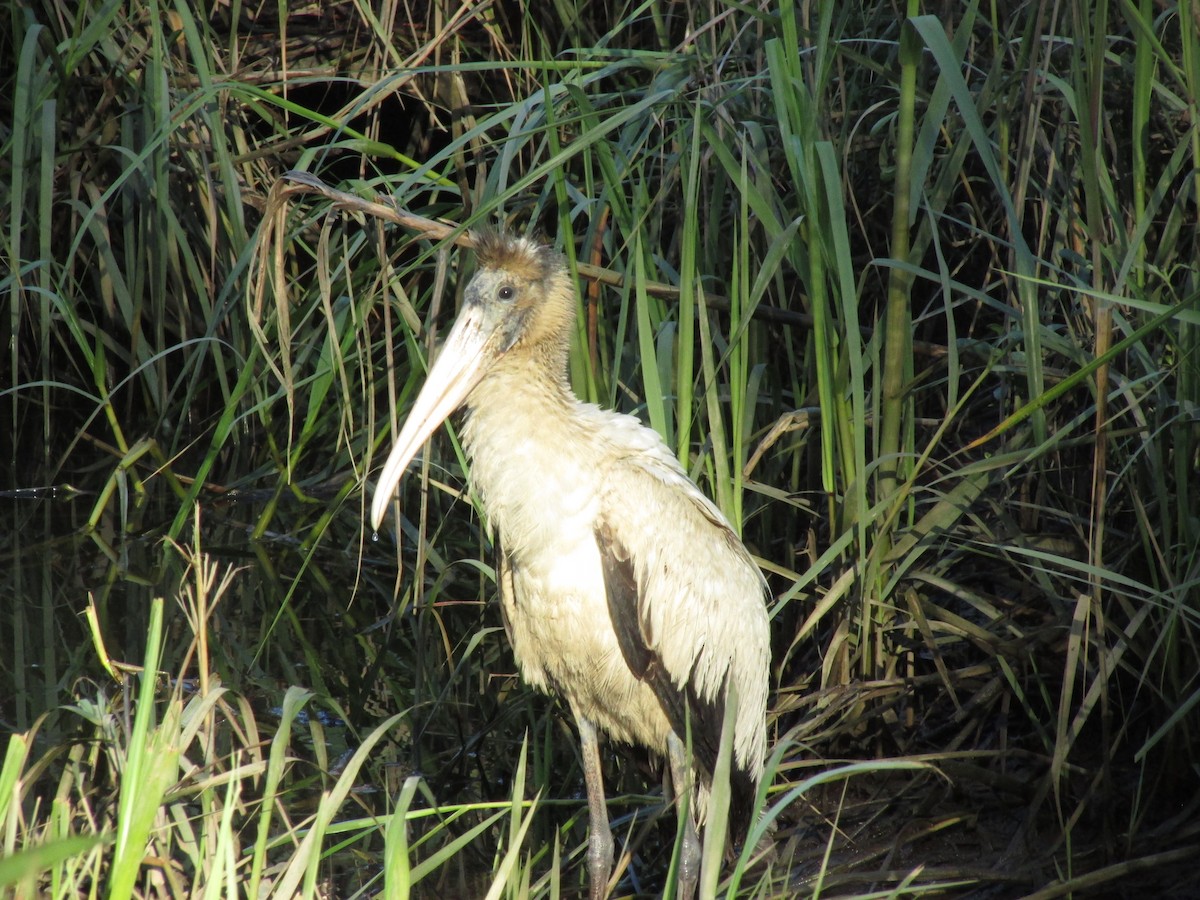 Wood Stork - ML408517851