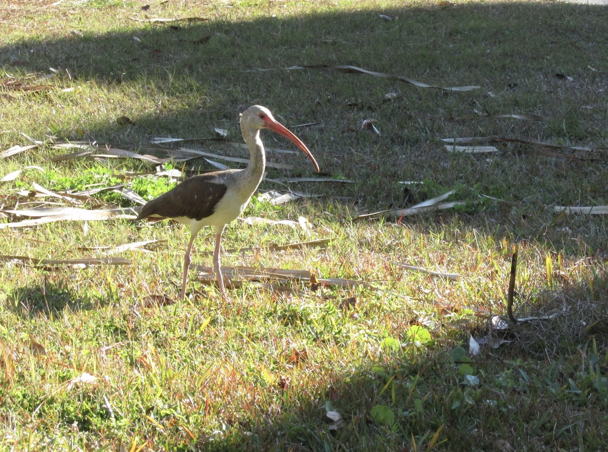 White Ibis - ML408517961