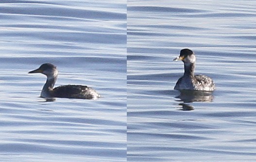 Red-necked Grebe - Kris Long