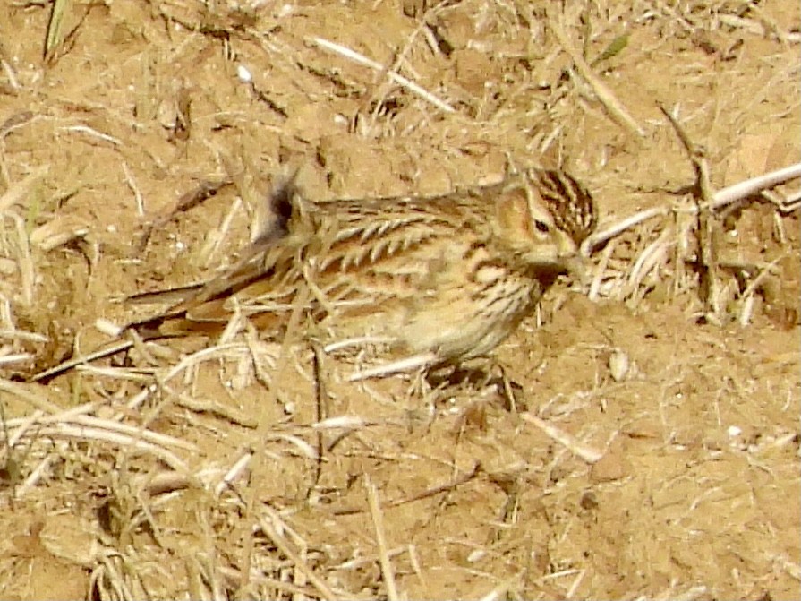 Eurasian Skylark - ML408519401