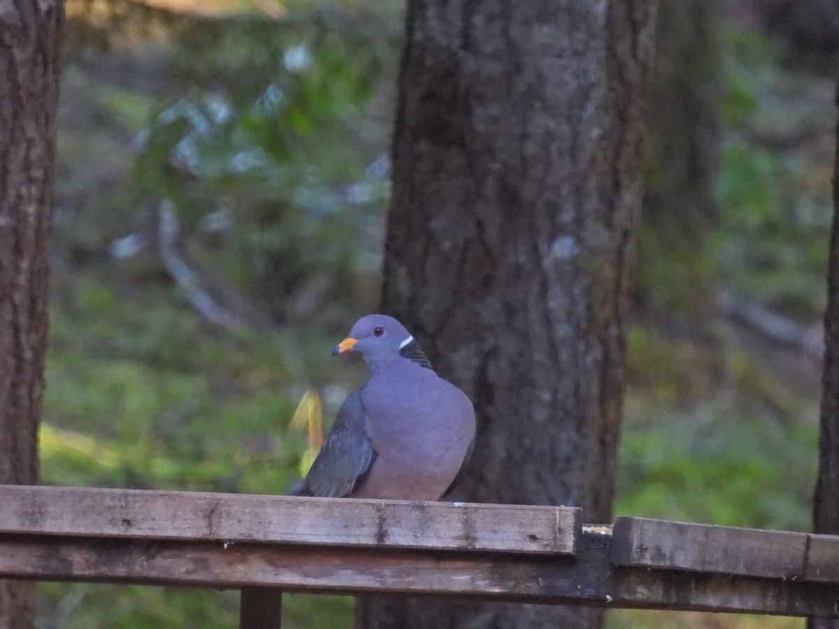 Band-tailed Pigeon - ML408520481