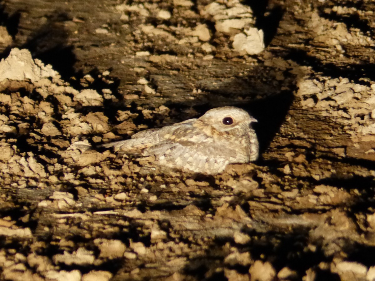 Nubian Nightjar (Nubian) - Christopher Escott