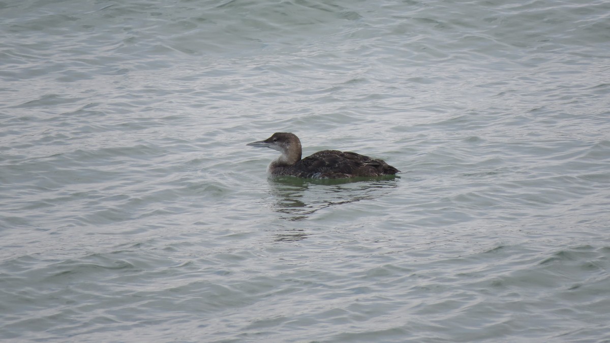 Common Loon - Christine Toering