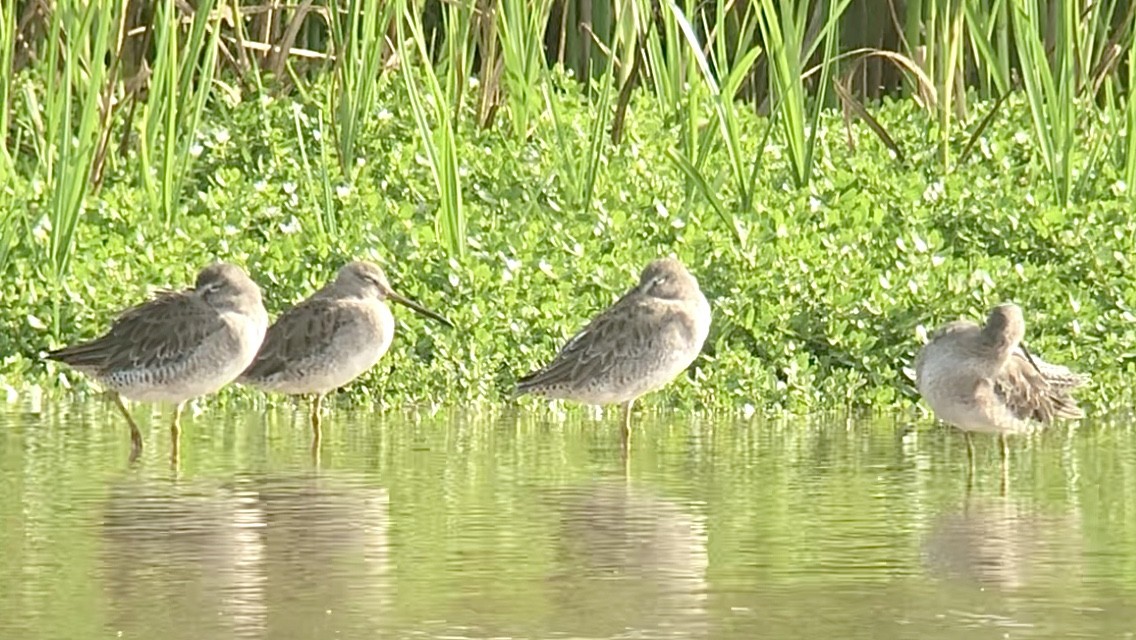 Long-billed Dowitcher - ML408522201