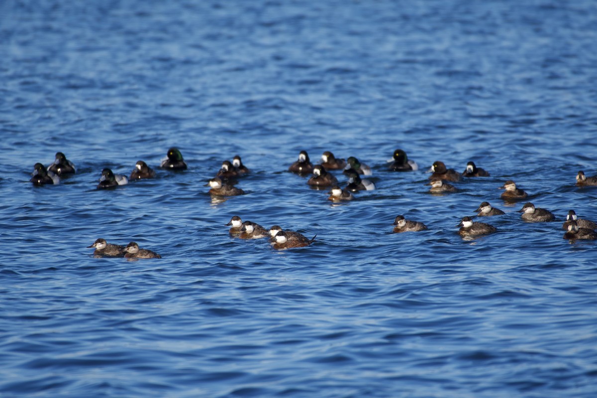 Ruddy Duck - ML408522961