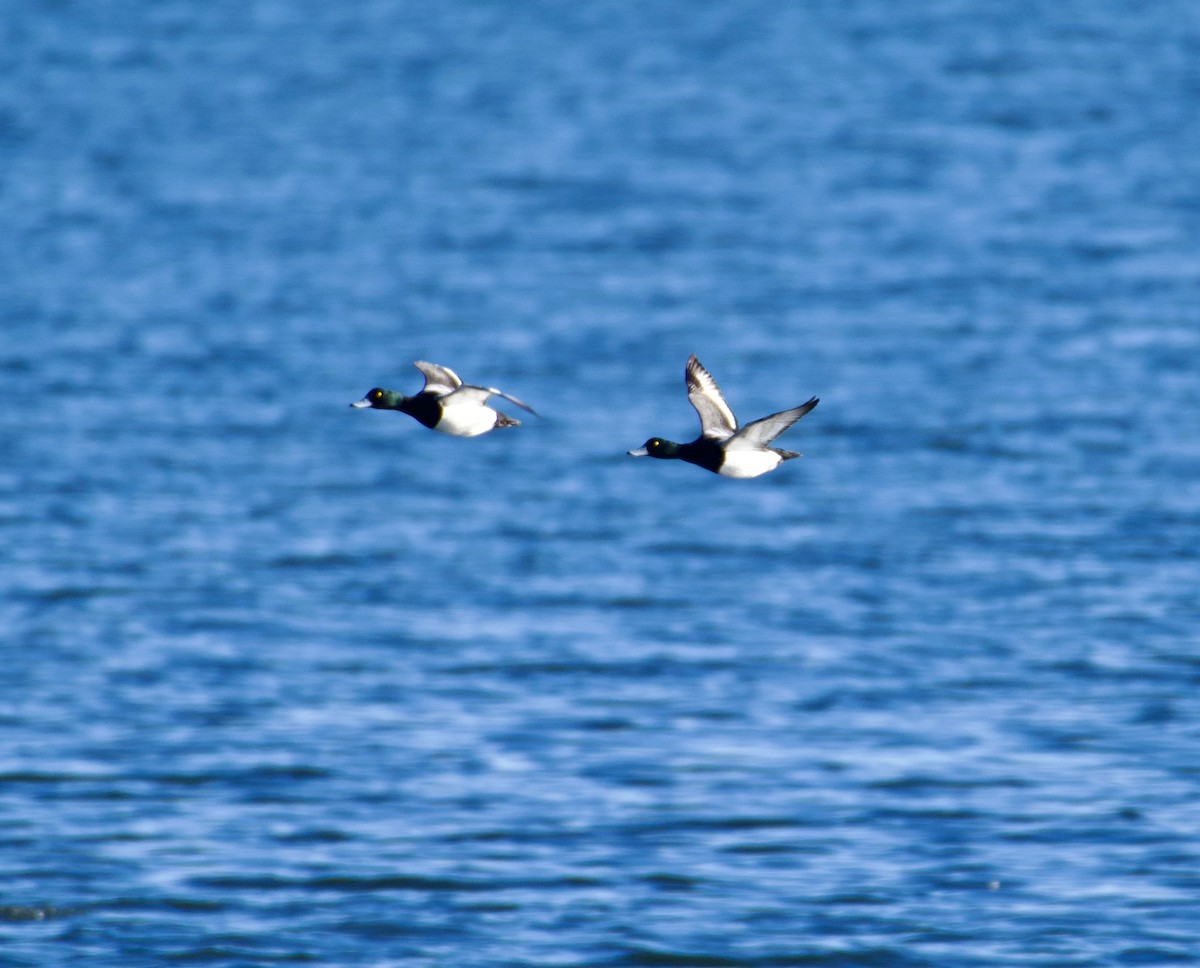 Greater Scaup - ML408523091