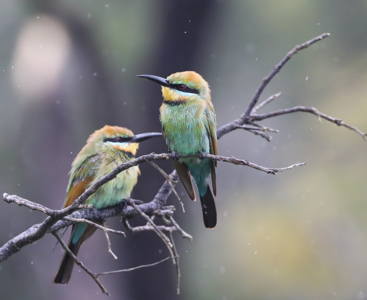 Rainbow Bee-eater - Cheryl McIntyre