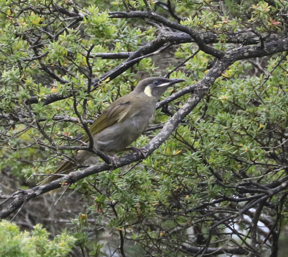 Lewin's Honeyeater - Cheryl McIntyre