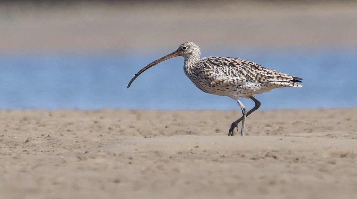 Far Eastern Curlew - ML408524841