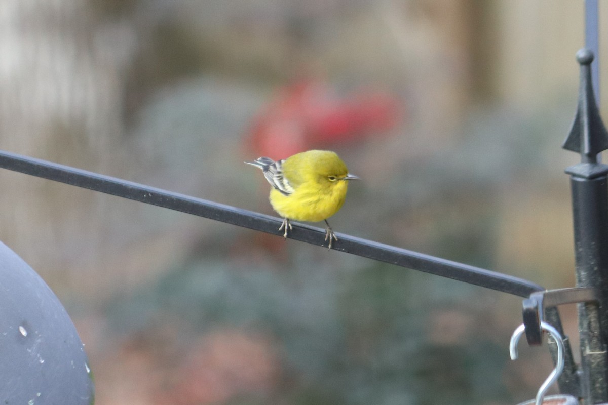 Pine Warbler - ML408526221