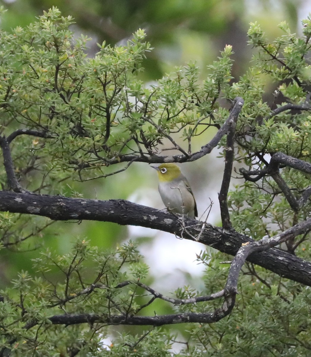 Silvereye - Cheryl McIntyre