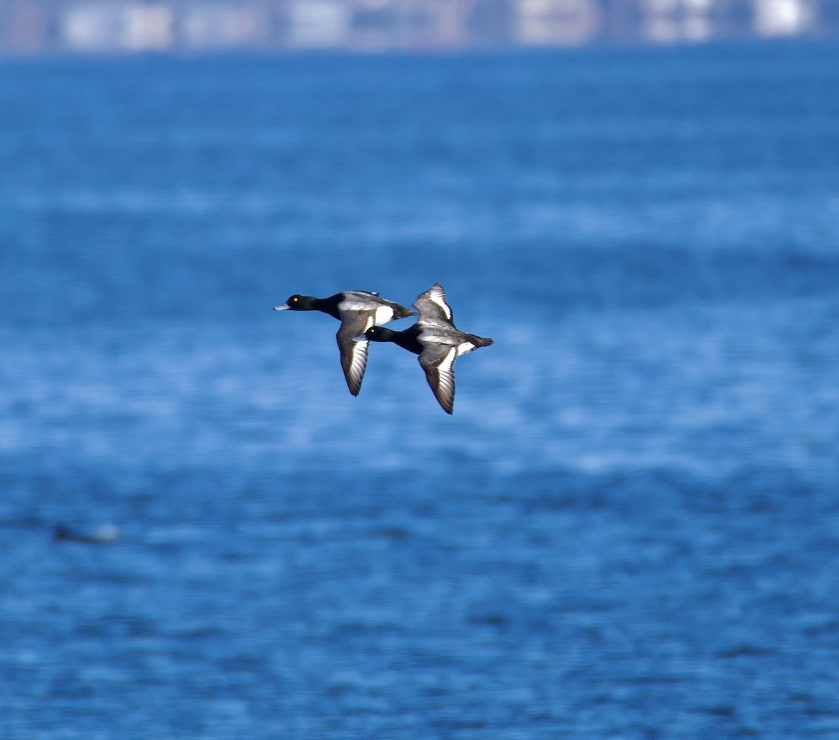 Greater Scaup - ML408528081