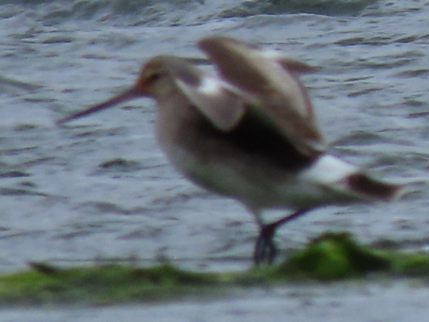 Hudsonian Godwit - Emily Larson